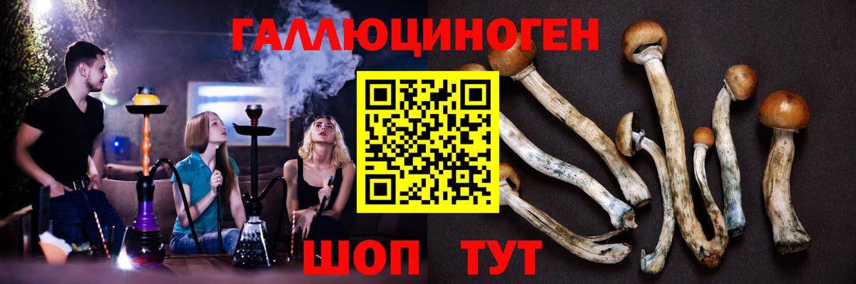 купить   Вход с VPN  Канаш  Псилоцибиновые грибы GOLDEN TEACHER 